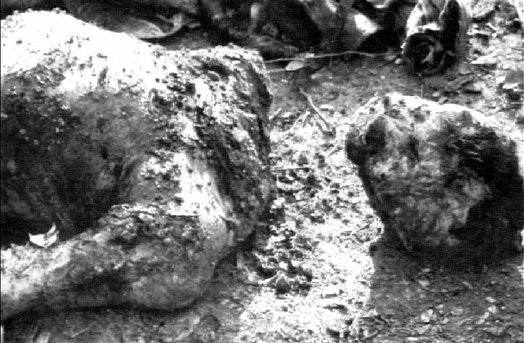 The decapitated head and torso of Bosnian Serb Miladin Asceric, who was executed and decapitated by Bosnian Muslim forces north of Srebrenica, in the town of Kamenica.